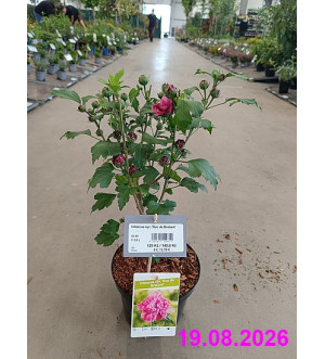 Hibiscus syr. 'Duc de Brabant' C 2,5 L